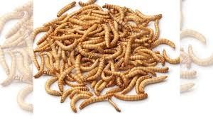 Мучной червь - кормовое насекомое насекомоядных животных