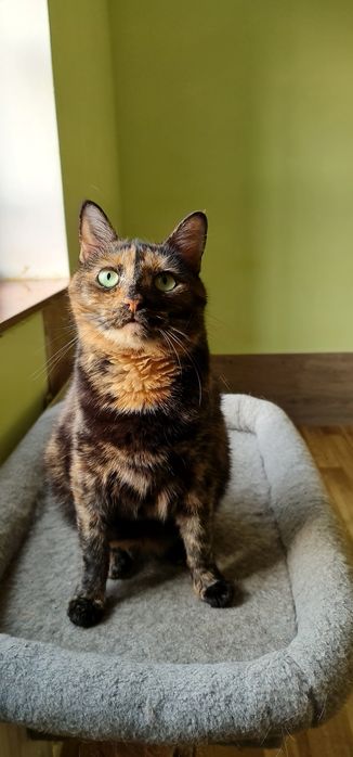 Черепахова киця Черіза