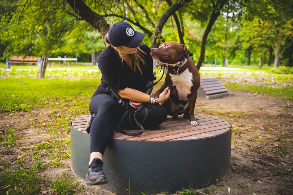 Floki szuka domu! pitbull do adopcji