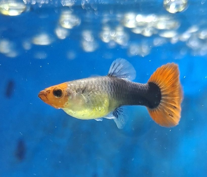 Guppy red nose tuxedo