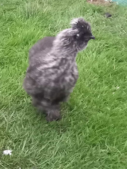 sprzedam koguty silki