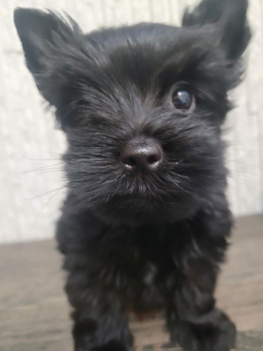 Yorkshire Terrier szczeniak
