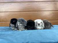Karzełek Baranek/Mini Lop - Rodowód/Metryka Królik Króliki