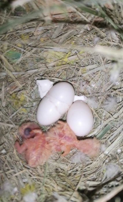 Roseicollis para criar á mão