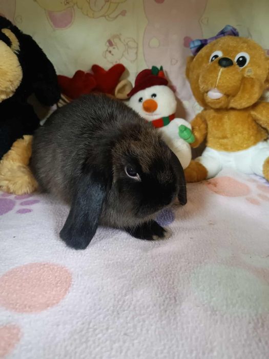 Króliki mini loop miniaturki