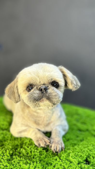 Мини Ши-Тцу вязка