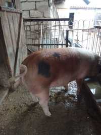 Продаю свиней живою вагою