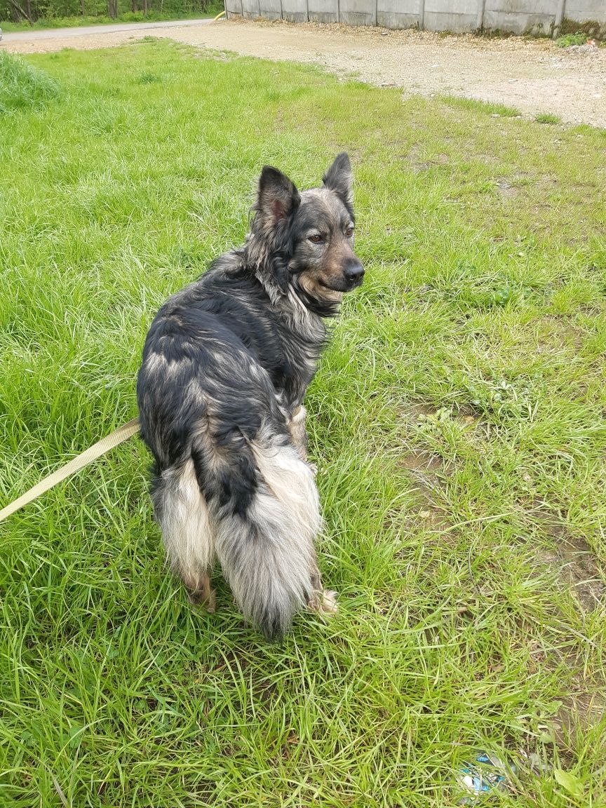 Śliczny mlody piesek do adopcji że schroniska.