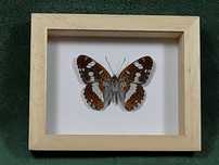 Motyl w ramce 10x8 cm Pokłonnik kamilla - Limenitis Camilla , 45 mm .