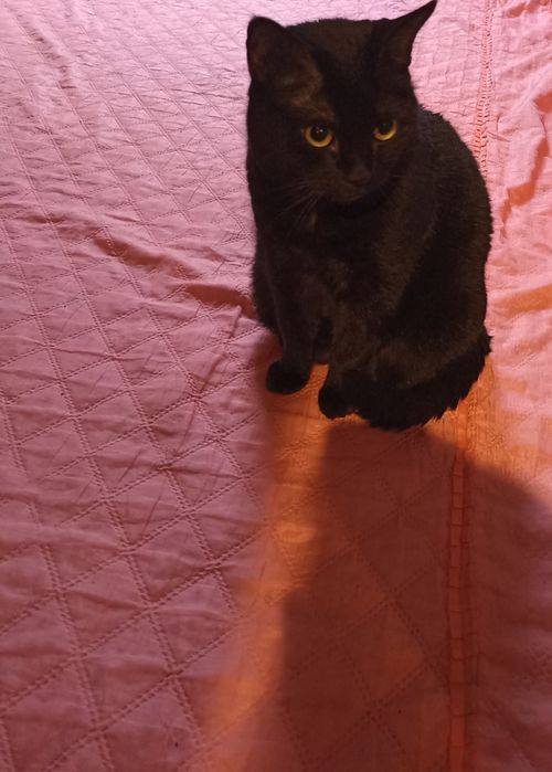 Зооотель, зоогостиница,зооняня,передержка