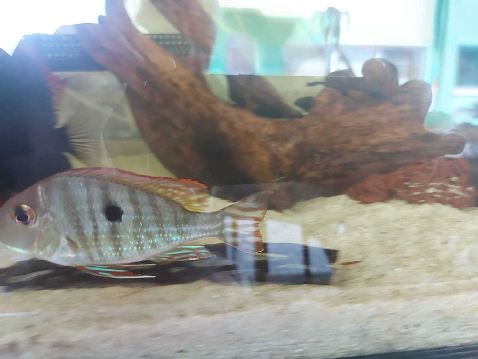 Vendo 2 Mesonautas Festivus e 2 Geophagus sp. “'Tapajos Red Head”