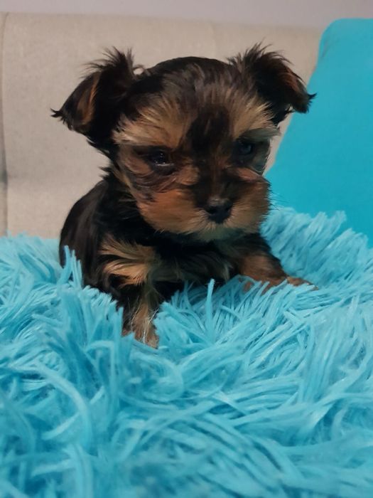 Piekna suczka Yorkshire Terrier