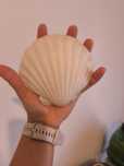 Conjunto de 6 conchas naturais
