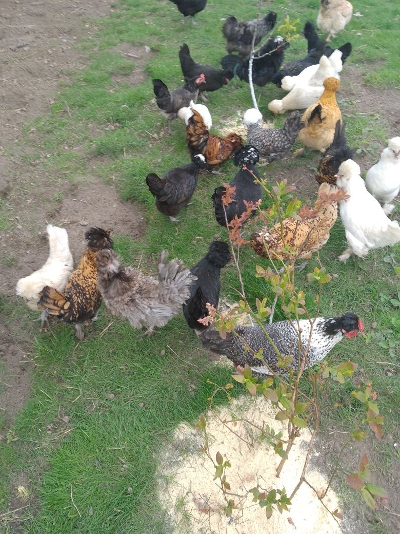 Silki siłka sebrytka czubatka Brahma kochin sułtan chabo srebrytka jaj
