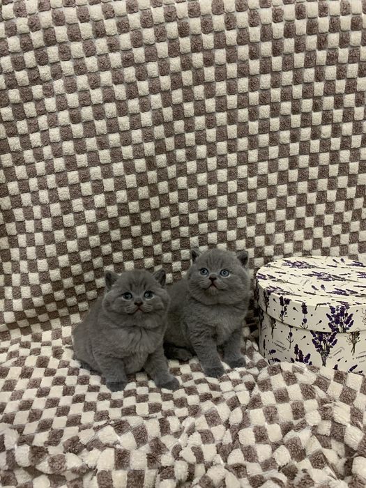 Кошенята шотланські