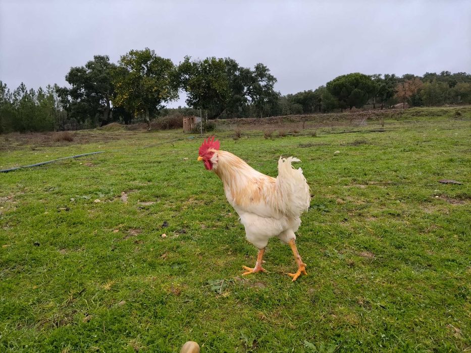 Galo para venda.
