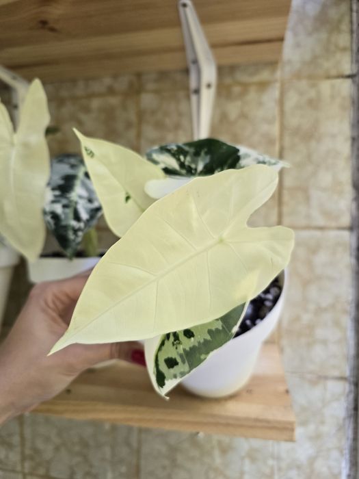 Alocasia Frydek Variagata