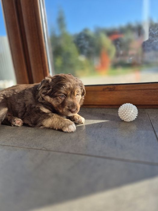 Szczeniaki border collie ZAREZERWOWANE