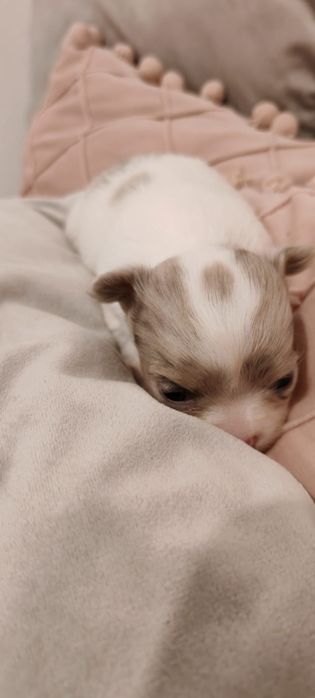 Chihuahua  pelo longo