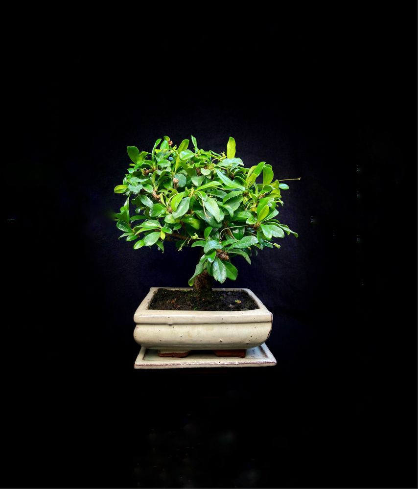 Karmona drobnolistna drzewko bonsai idealnu prezent