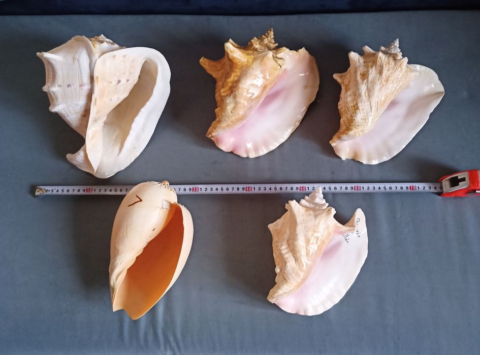 Ракушки океанические