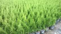 Tuja Thuja Tuje Szmaragd w donicy,80cm