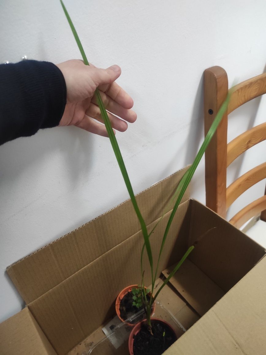 Areka oddam sadzonkę 20-30 cm