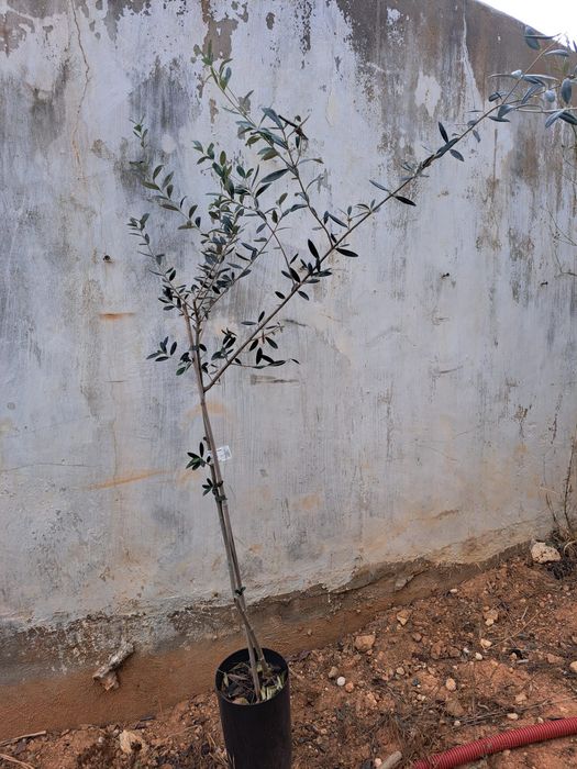 Oliveiras Maçanilha e Cobrançosa  com 1,5m