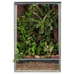 Gekon orzęsione las w szkle terrarium