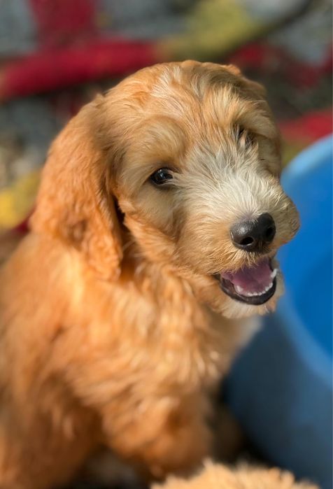 Irishdoodle&Goldendoodle - Badania genetyczne