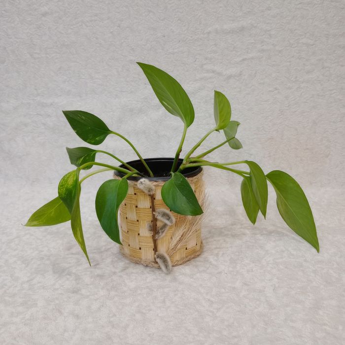 Золотий Потос (Епіпремнум) 2 ліани - Самовивіз/ ОЛХ доставка, Вінниця