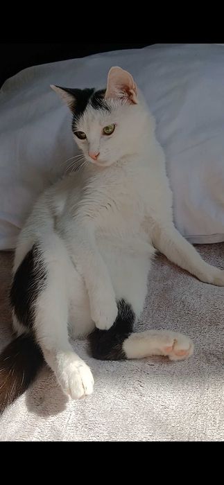 Oddam kotkę w dobre ręce, za darmo