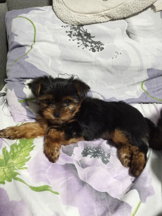 Йоркширский терьер