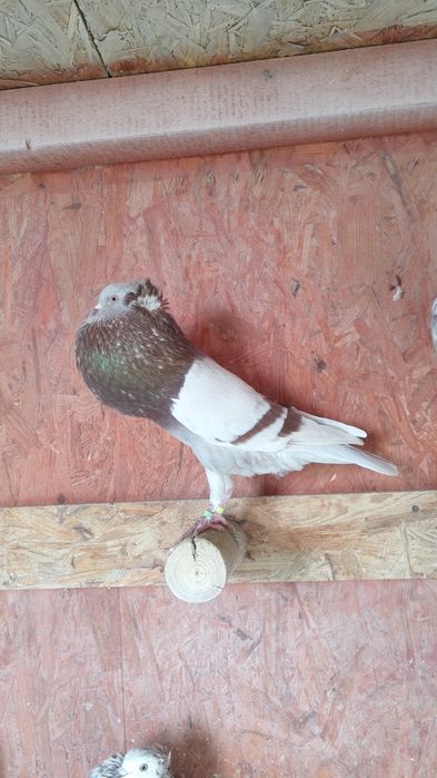 Garłacze górnośląskie koroniaste