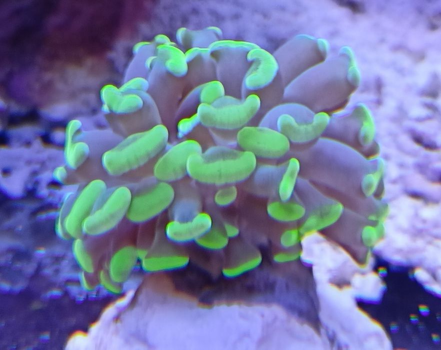Euphyllia szczepka akwarium morskie LPS