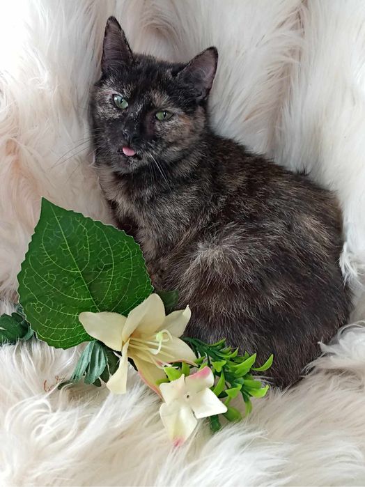 Kociaki szukają domków