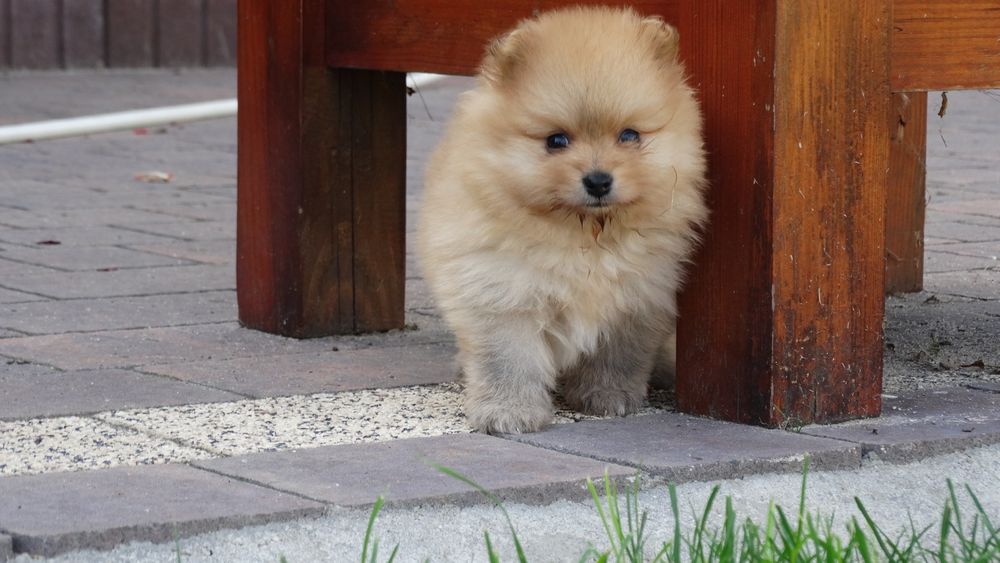 Szpic miniaturowy suczka z rodowodem