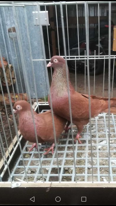 Gołębie tiplery czerwone ozdobne