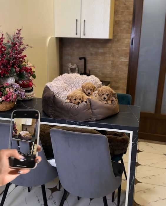 Крем- карамель цуценята мальтіпу ф1. МАЛЬТИПУ.