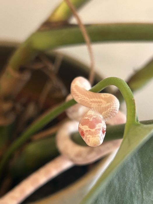 Waz zbozowy snow cena do soboty.