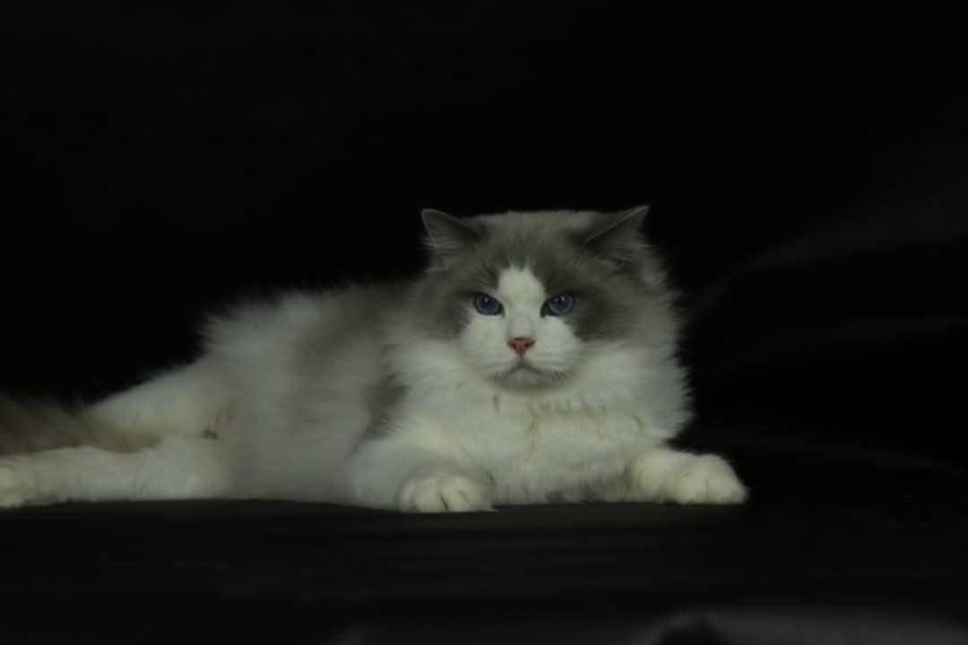 Kocurek Ragdoll 6,-letni