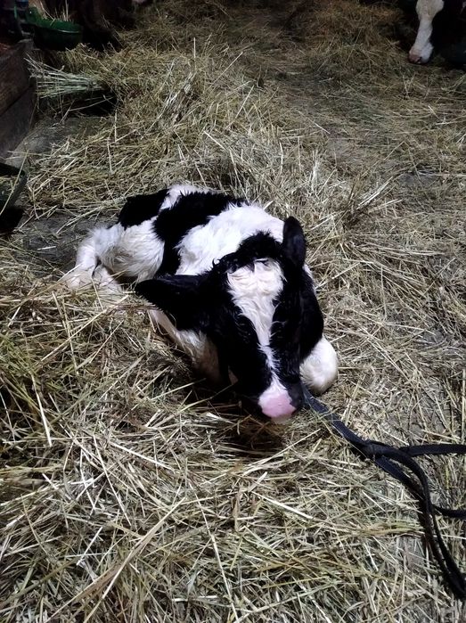 телята бички голштинської породи