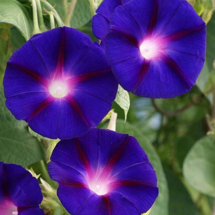 Morning Glory | Ipomoea Purpurea | Wilec Purpurowy Nasiona Super
