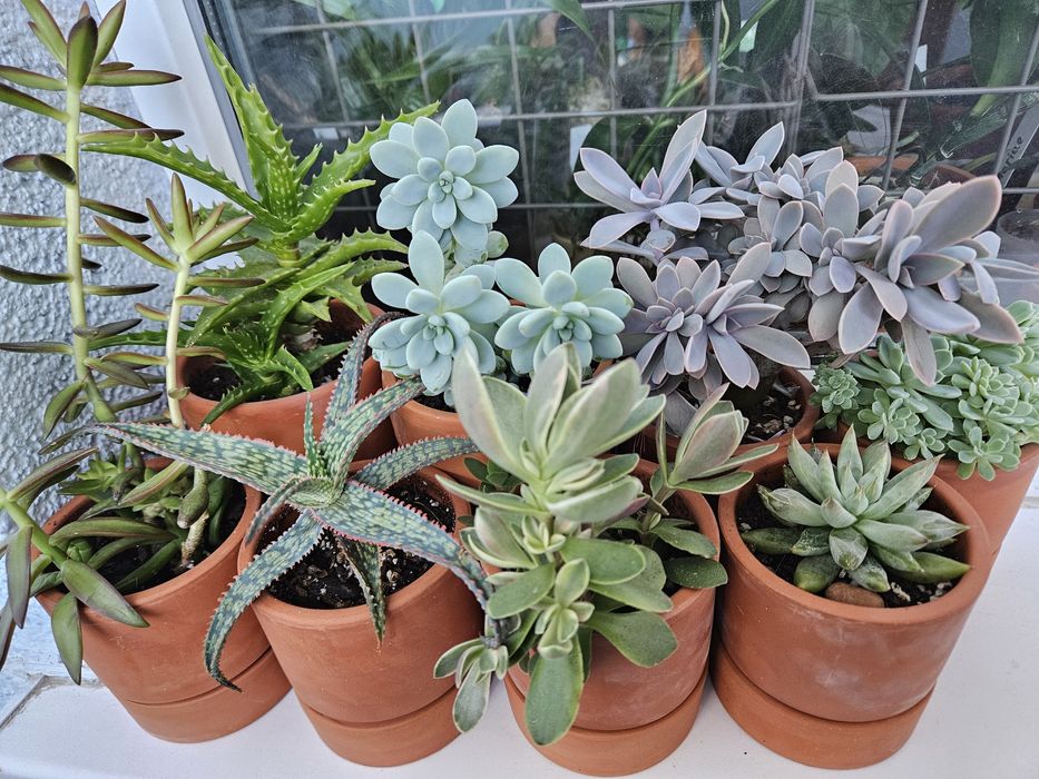 Сортові, великі сукуленти