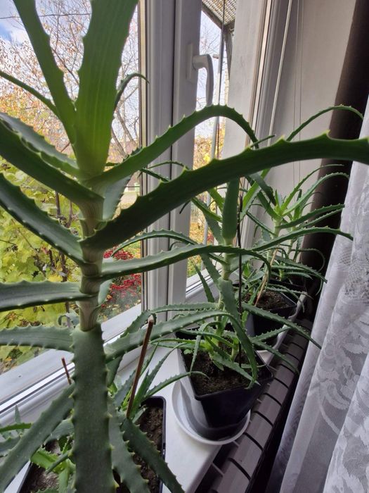 Алоє вера алтайський