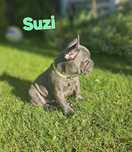 Suczka buldog francuski Suzi