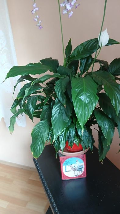 Kwiat skrzydłokwiat 55-60 cm