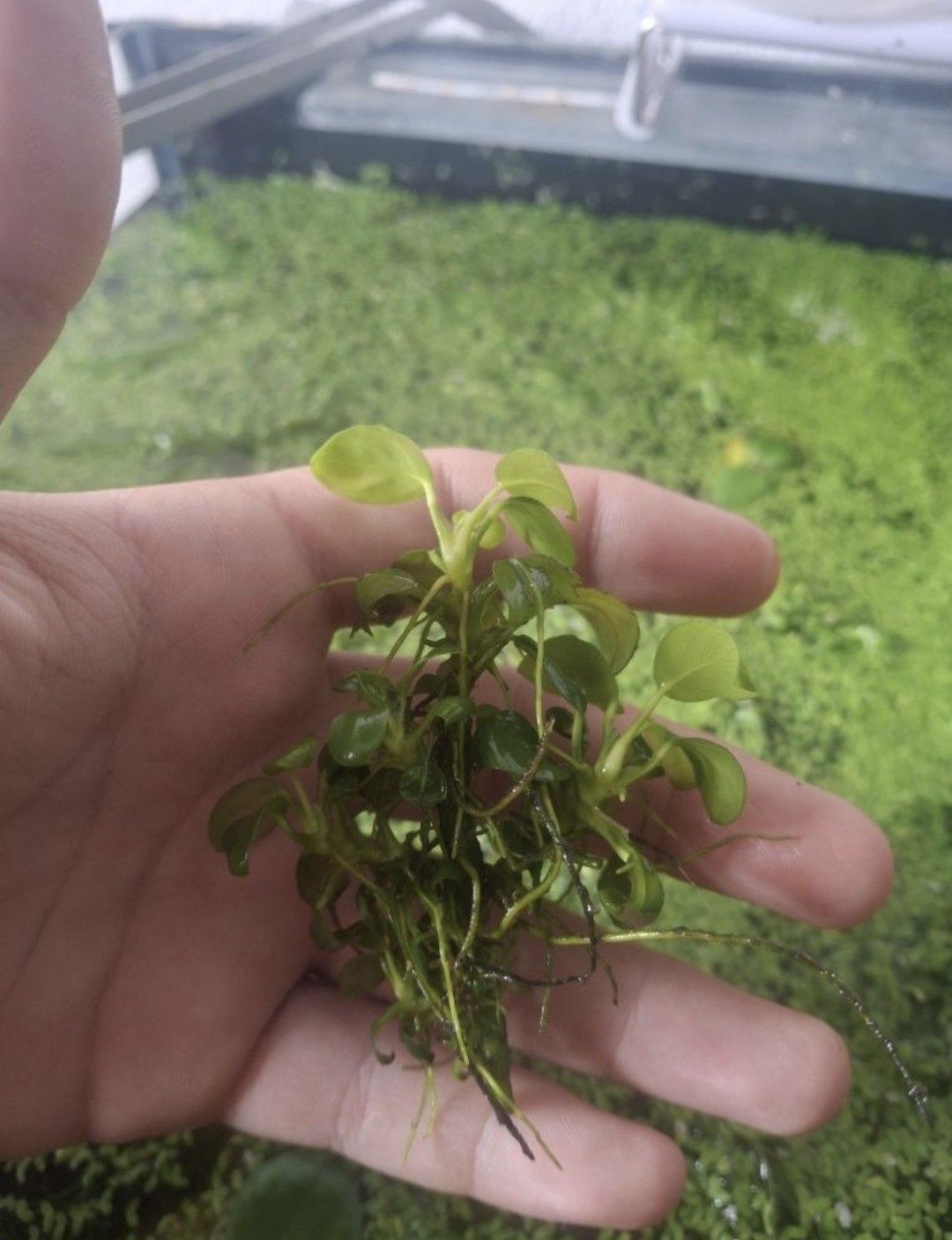 Anubias nana petite