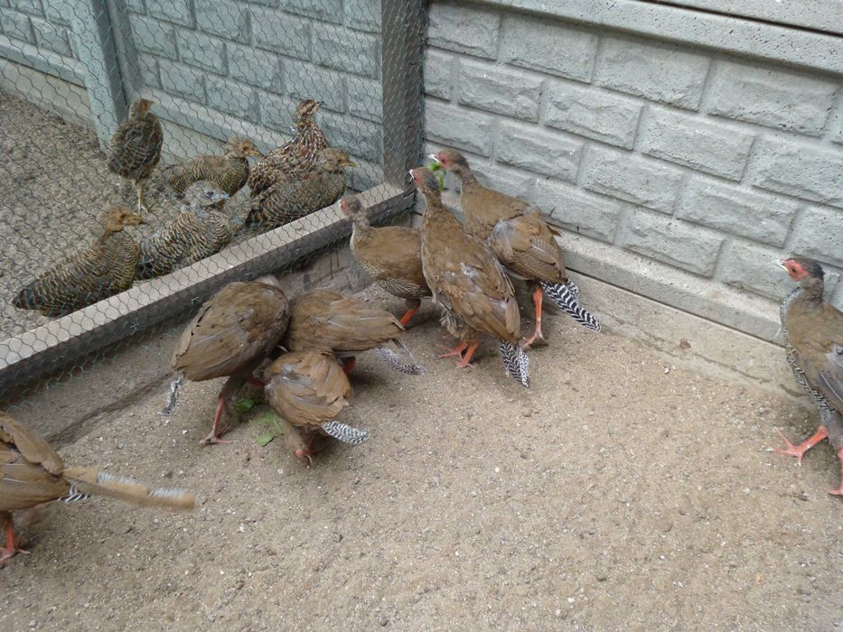 Bażant Bażanty srebrne 2025