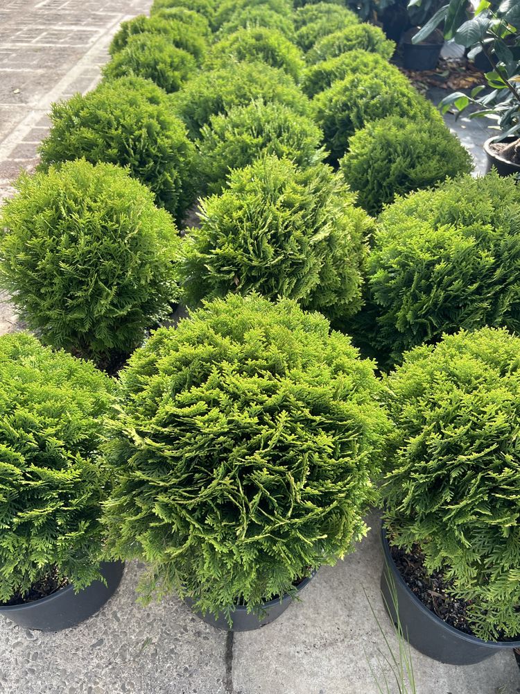 Sprzedam thuja Danica 10l